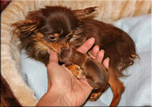 choko-o-valpi-hand.jpg