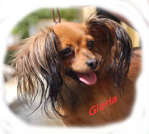 gloria-huvud-500.jpg