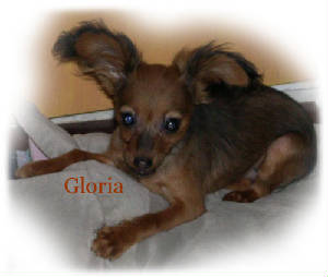 gloria-pup.jpg