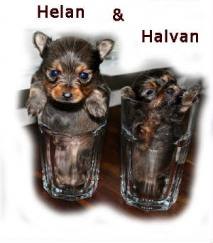 helan-o-halvan-i-glas-m-text.jpg