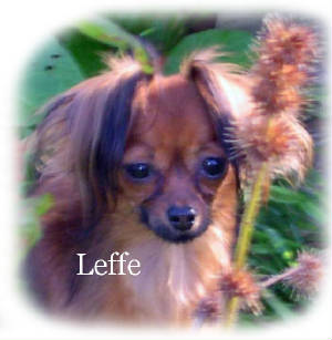 leffe-huvud-kvist.jpg