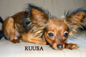ruusa.jpg