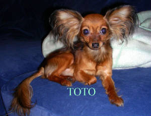 toto-blue-sofa.jpg