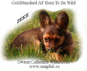 zeke-valp-gras_redigerad-11.jpg