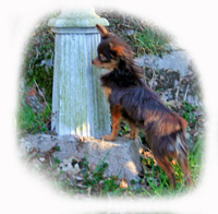 choko-stolpe.jpg
