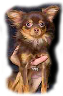 choko2.jpg