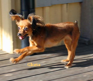 gloria-galopp.jpg