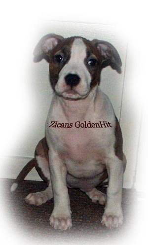 goldy10v-text-pa-brst300.jpg