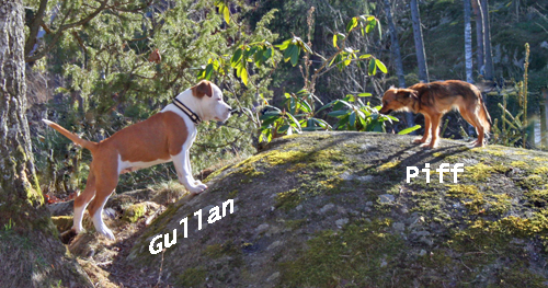 gullan-piff-berg.jpg