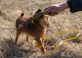 litenhund-stortben.jpg