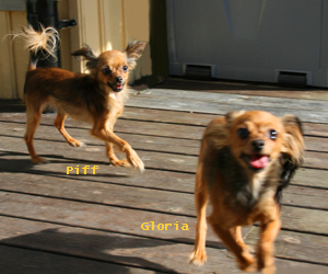 piff-gloria-galopp-altan.jpg