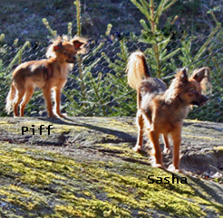 piff-sasha-berg.jpg
