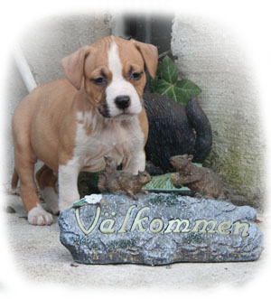 vakommen-valp-300.jpg